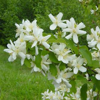 Seringat de Lemoine - Philadelphus Lemoinei Pot de 7,5L/10L
