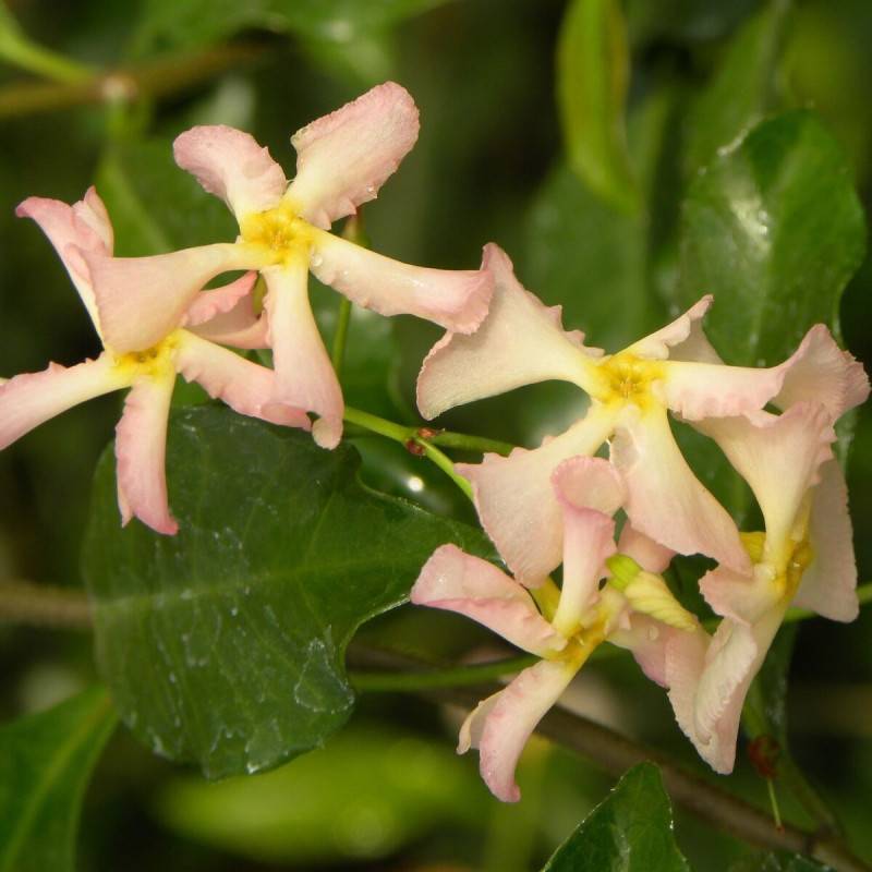 Jasmin étoilé Pink Showers®, Jasmin persistant rose, Trachelospermum à fleurs Rose - feuillage Persistant - Godet - 5/20 cm- hauteur à maturité De 2, - Image 1