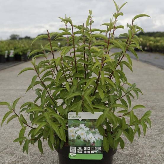 Promesse de Fleurs - Deutzia pulchra Pot de 2L/3L - Image 1