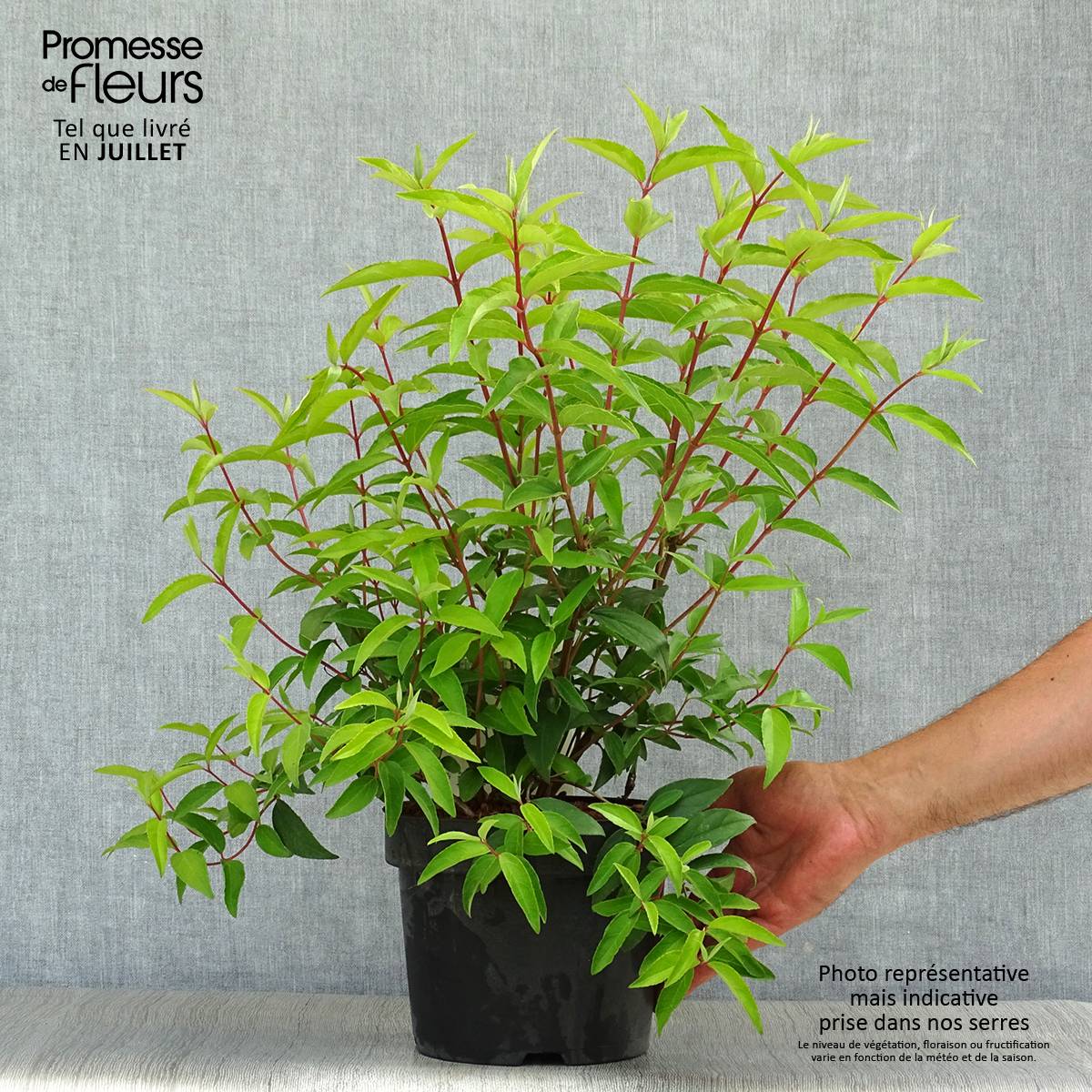 Promesse de Fleurs - Deutzia pulchra Pot de 2L/3L - Image 2