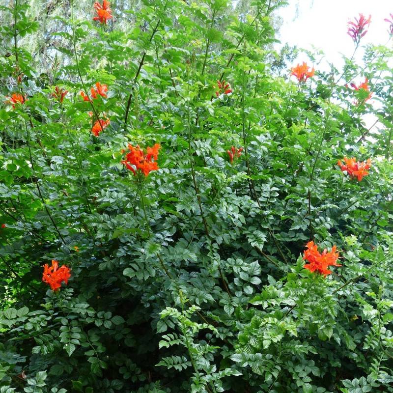 Bignone du Cap à fleurs Rouge - feuillage Caduc - Pot de 3L - Echelle bambou 60/120 cm-  hauteur à maturité De 2,50 m à 3,00 m - Image 2