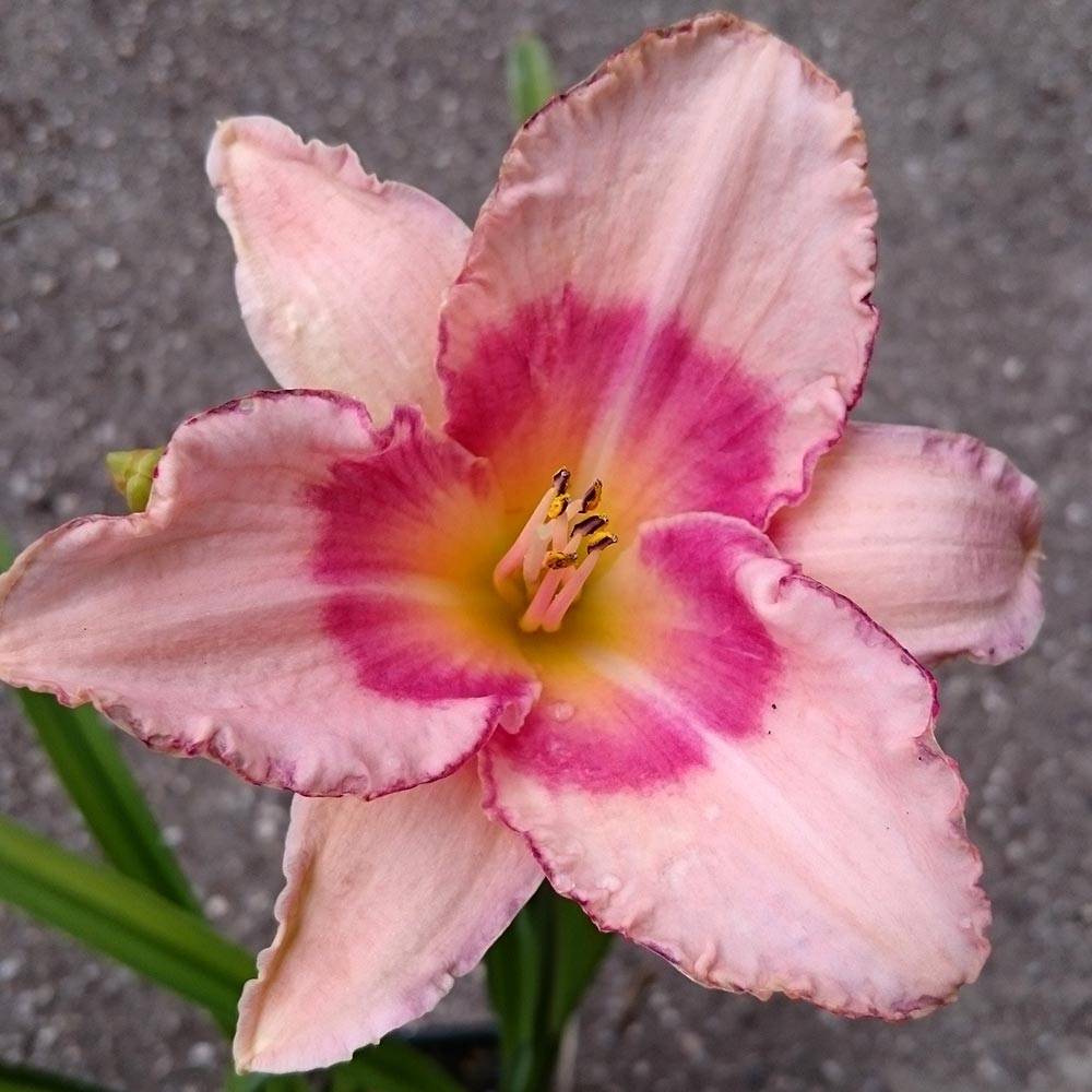 Promesse de Fleurs - Hémérocalle Strawberry Fields For Ever - Lis d'un jour Godet de 8/9 cm