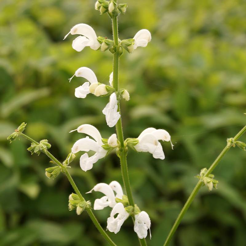 Salvia pratensis Swan Lake - Sauge des près Godet de 8/9 cm