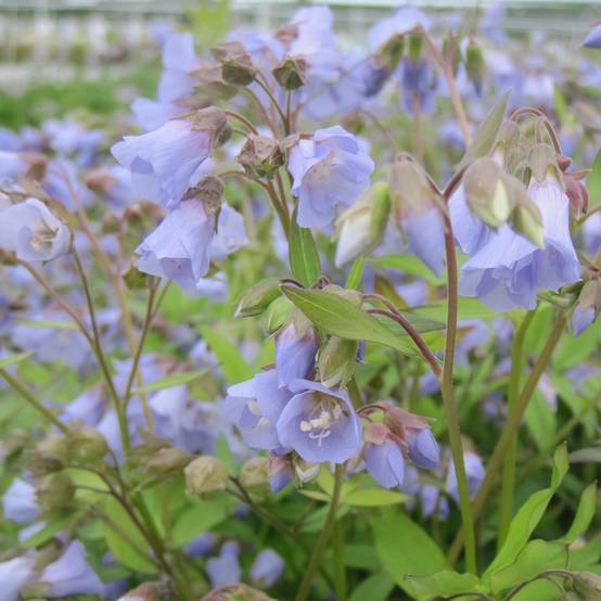 Polemonium reptans Blue Pearl - Valériane grecque rampante Godet de 8/9 cm