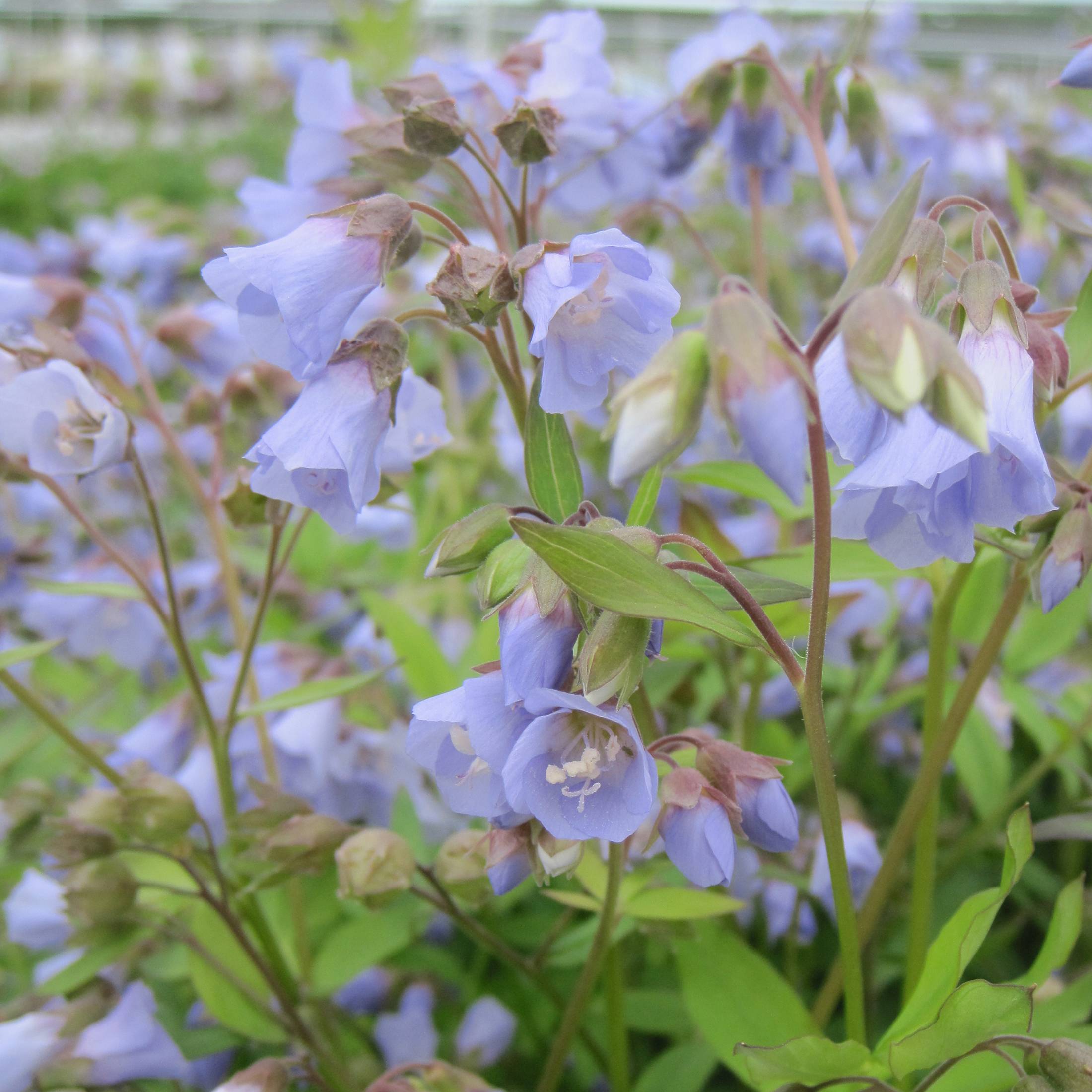 Polemonium reptans Blue Pearl - Valériane grecque rampante Godet de 8/9 cm