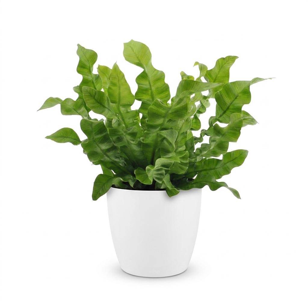 La Green Touch - Asplenium nidus Crispy Wave - Fougère nid d'oiseau - Avec cache-pot blanc - Pot Ø12 cm, H 30 cm - Image 2
