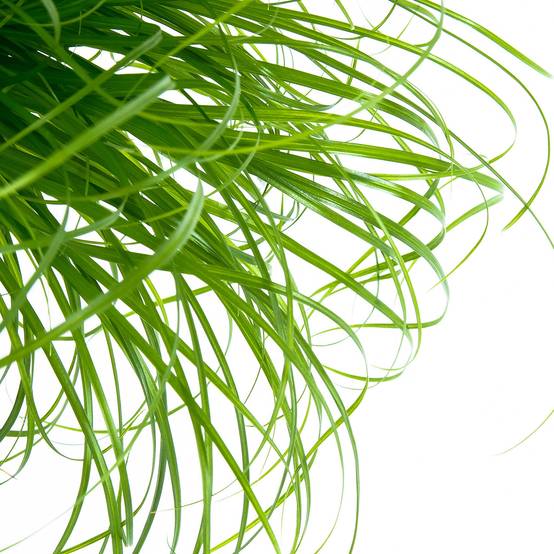 Gardenersdream - Cypérus Zumula - Herbe À Chat | En Pot, Soutien Digestif Adapté Aux Chats | 20-30 Cm - GardenersDream - Image 2