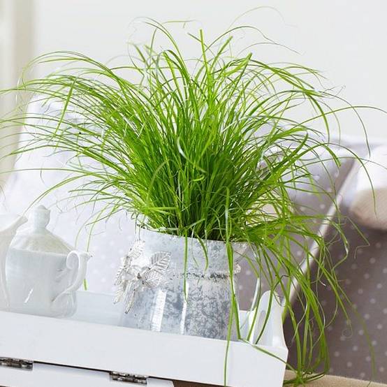 Gardenersdream - Cypérus Zumula - Herbe À Chat | En Pot, Soutien Digestif Adapté Aux Chats | 20-30 Cm - GardenersDream - Image 3