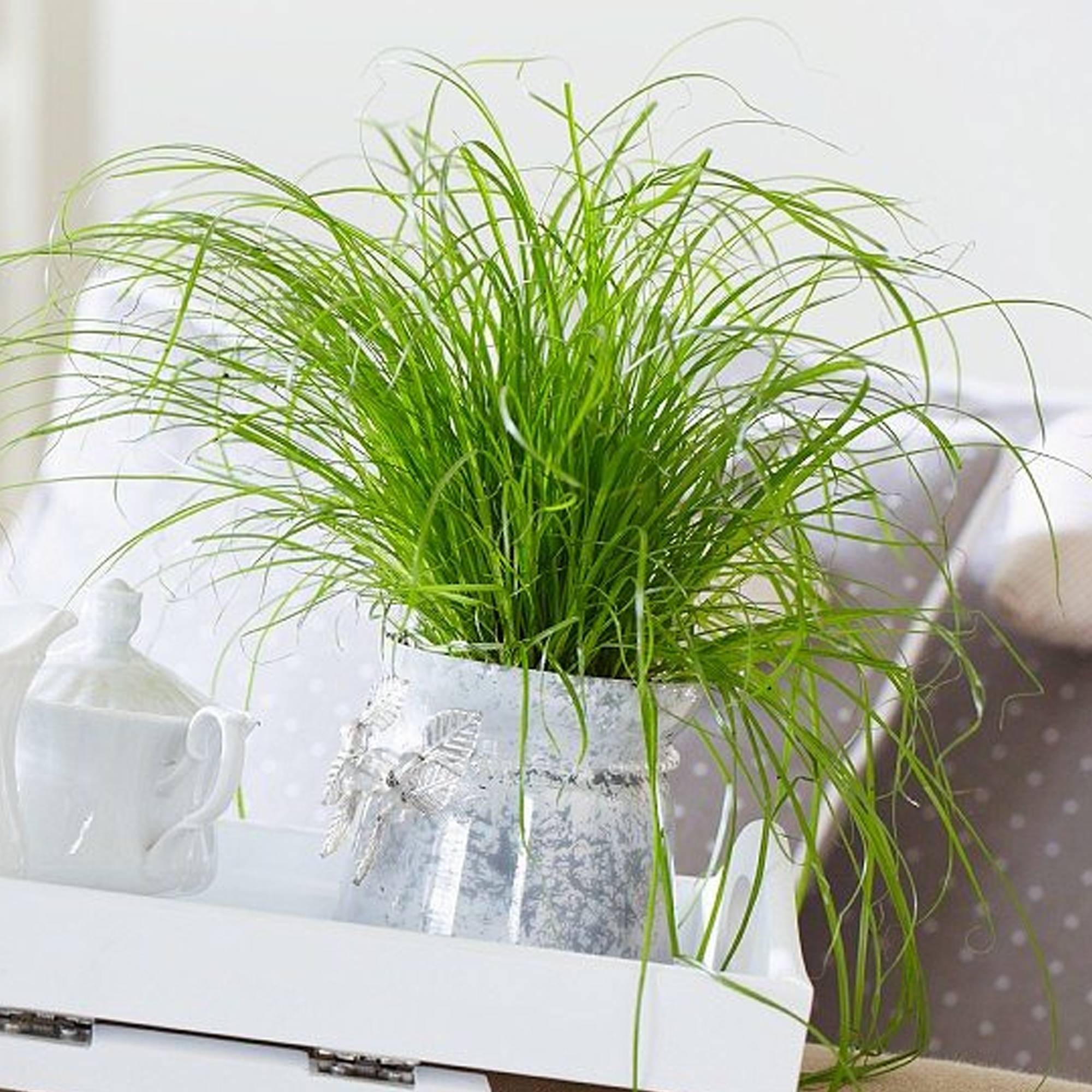 Gardenersdream - Cypérus Zumula - Herbe À Chat | En Pot, Soutien Digestif Adapté Aux Chats | 20-30 Cm - GardenersDream - Image 3