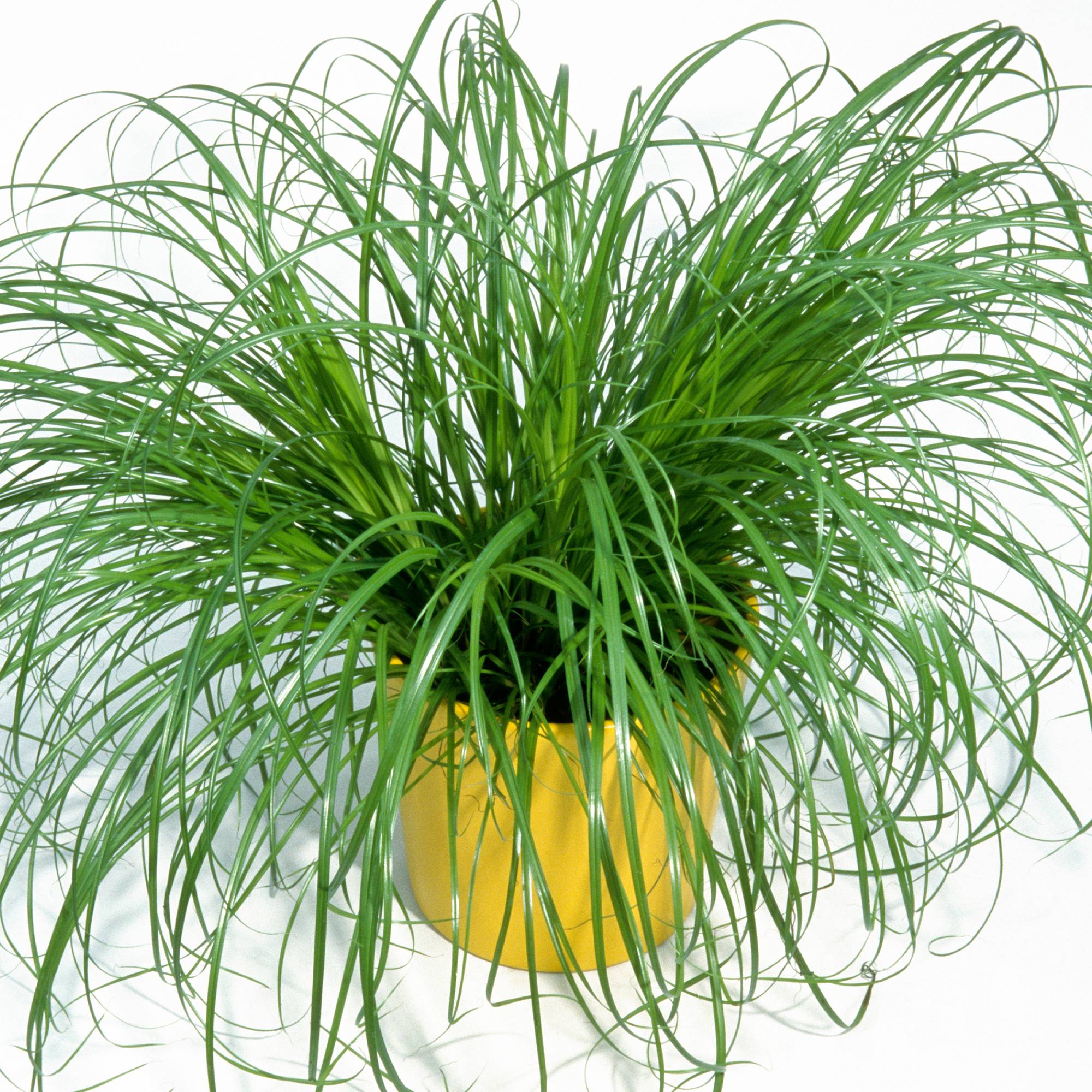 Gardenersdream - Cypérus Zumula - Herbe À Chat | En Pot, Soutien Digestif Adapté Aux Chats | 20-30 Cm - GardenersDream