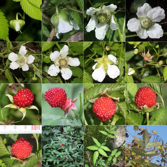 Rubus illecebrosus - Framboisier fraise japonais Godet de 8/9 cm