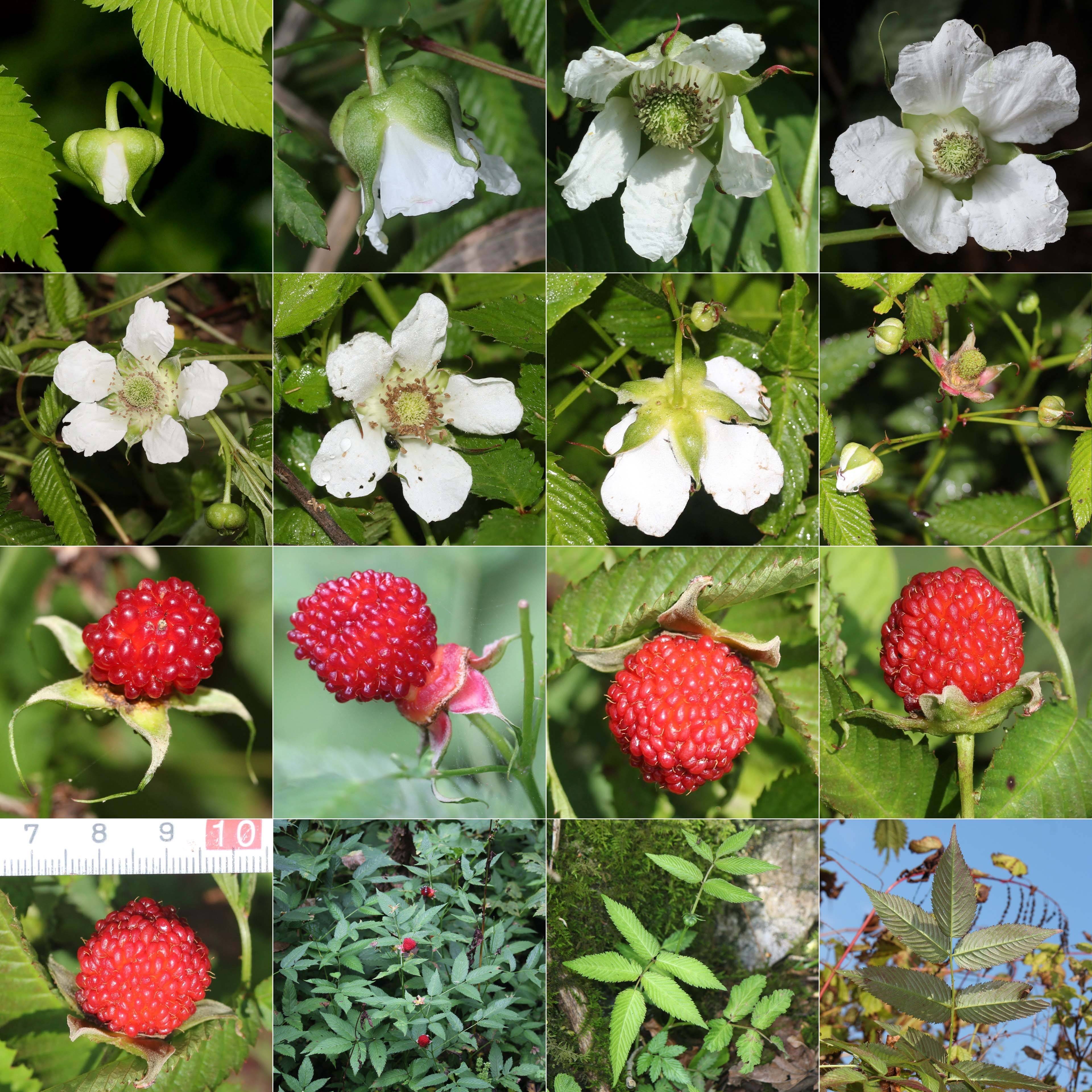 Rubus illecebrosus - Framboisier fraise japonais Godet de 8/9 cm