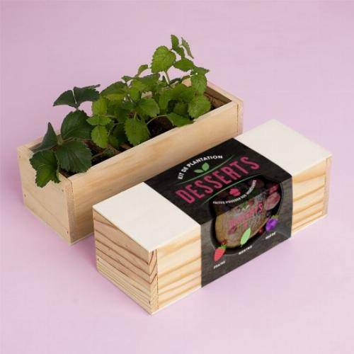Kit culinaire d'auto culture - Gourmet - Image 2