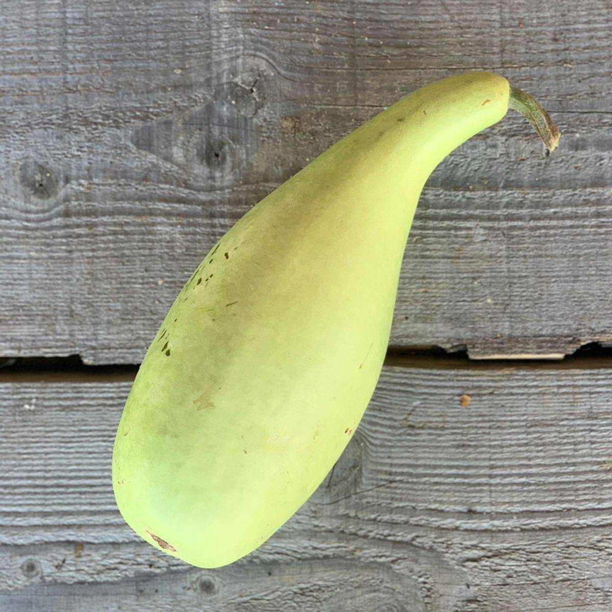 Gourde Poire à Poudre Bio - Ferme de Sainte Marthe le sachet de 15 graines environ (2g)