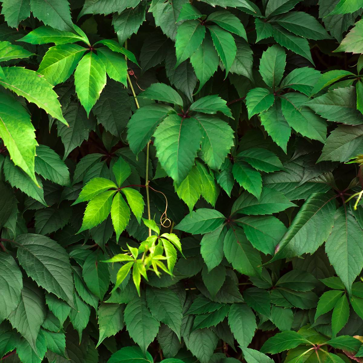Vigne vierge commune - Parthenocissus viteacea (inserta) Pot de 4L/5L