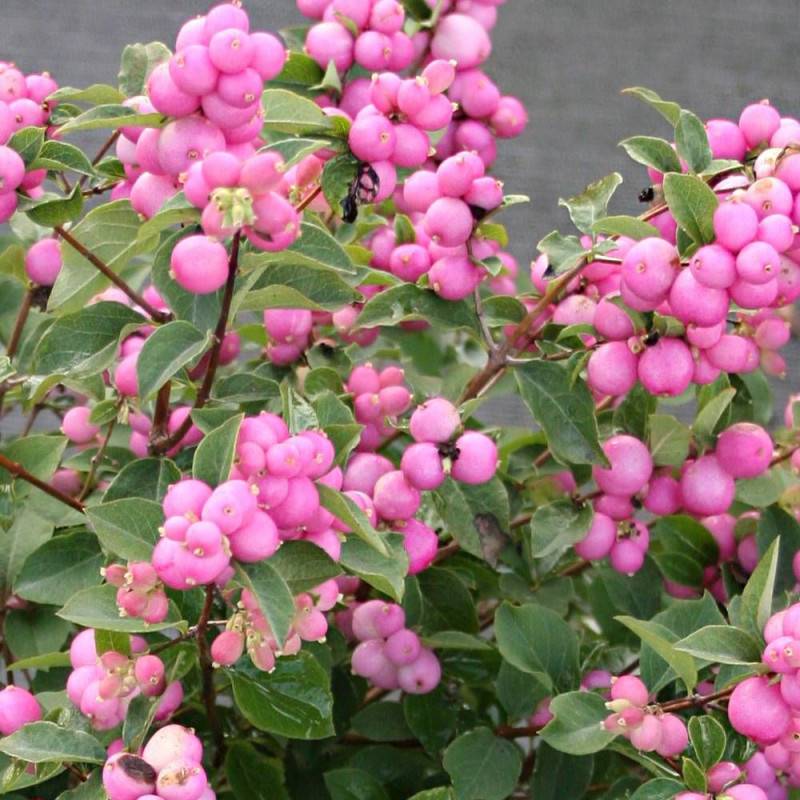 Symphorine Magical® Candy 'kolcam', Symphoricarpos à fleurs Blanche - feuillage Caduc - Pot de 3L - 20/40 cm-  hauteur à maturité De 2,50 m à 3,00 m - Image 1