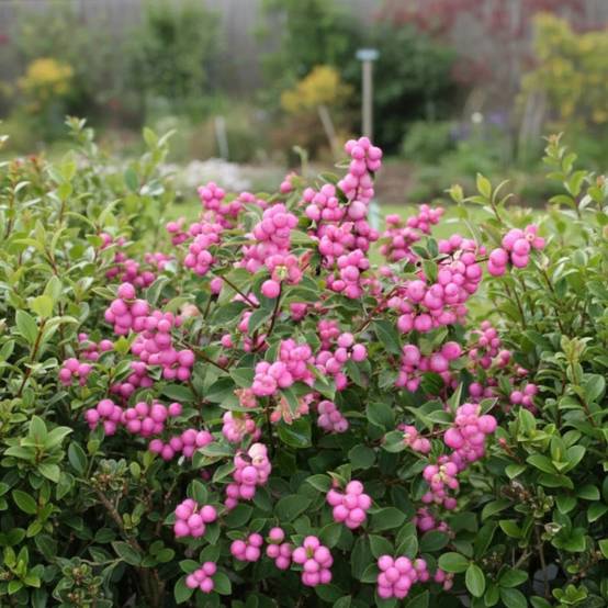 Symphorine Magical® Candy 'kolcam', Symphoricarpos à fleurs Blanche - feuillage Caduc - Pot de 3L - 20/40 cm- hauteur à maturité De 2,50 m à 3,00 m - Image 6