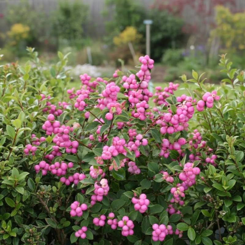 Symphorine Magical® Candy 'kolcam', Symphoricarpos à fleurs Blanche - feuillage Caduc - Pot de 3L - 20/40 cm-  hauteur à maturité De 2,50 m à 3,00 m - Image 6