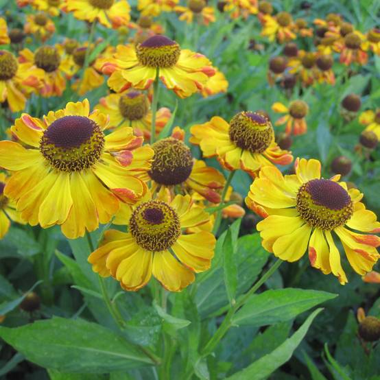 Promesse de Fleurs - Helenium Rauchtopas - Hélénie Godet de 8/9 cm