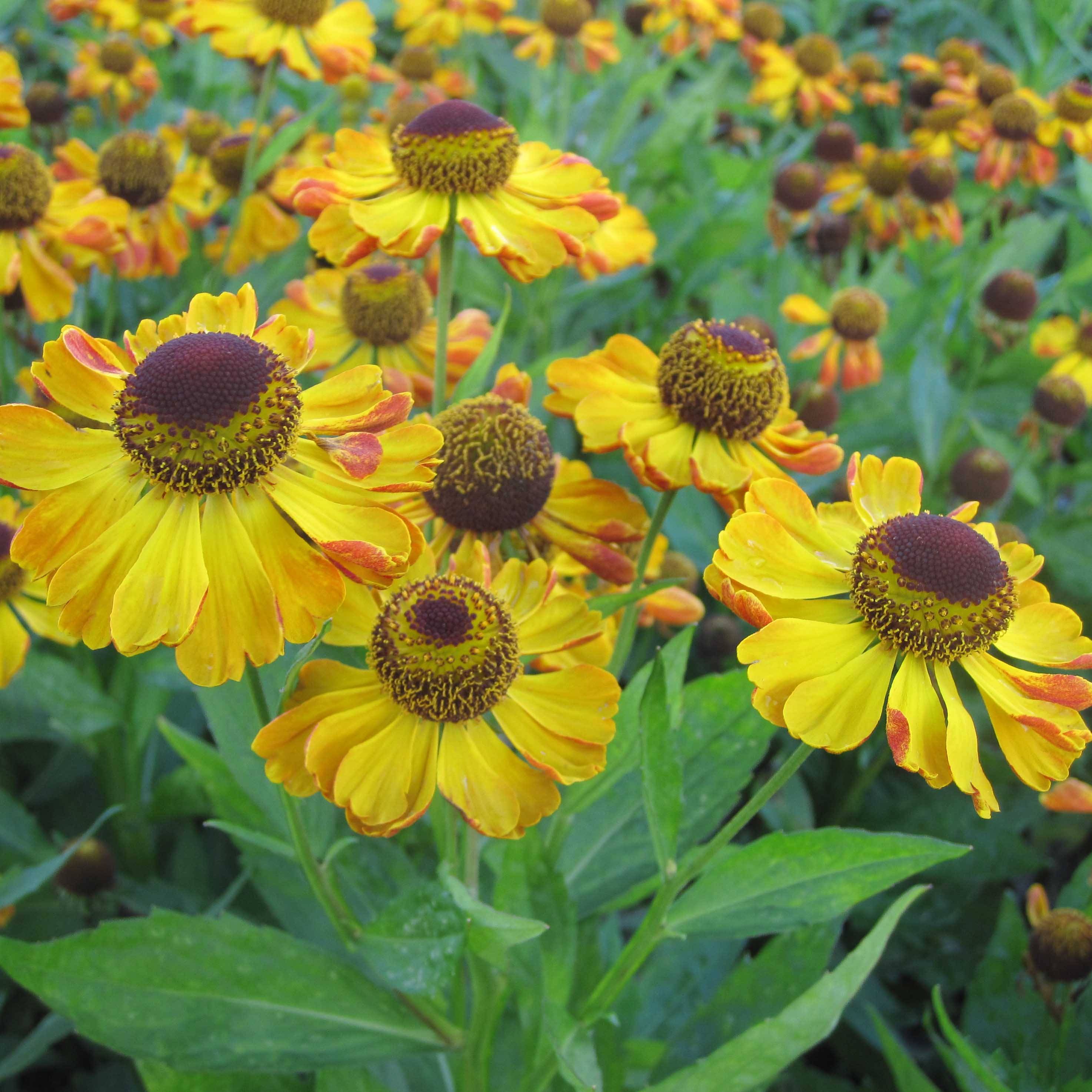 Promesse de Fleurs - Helenium Rauchtopas - Hélénie Godet de 8/9 cm