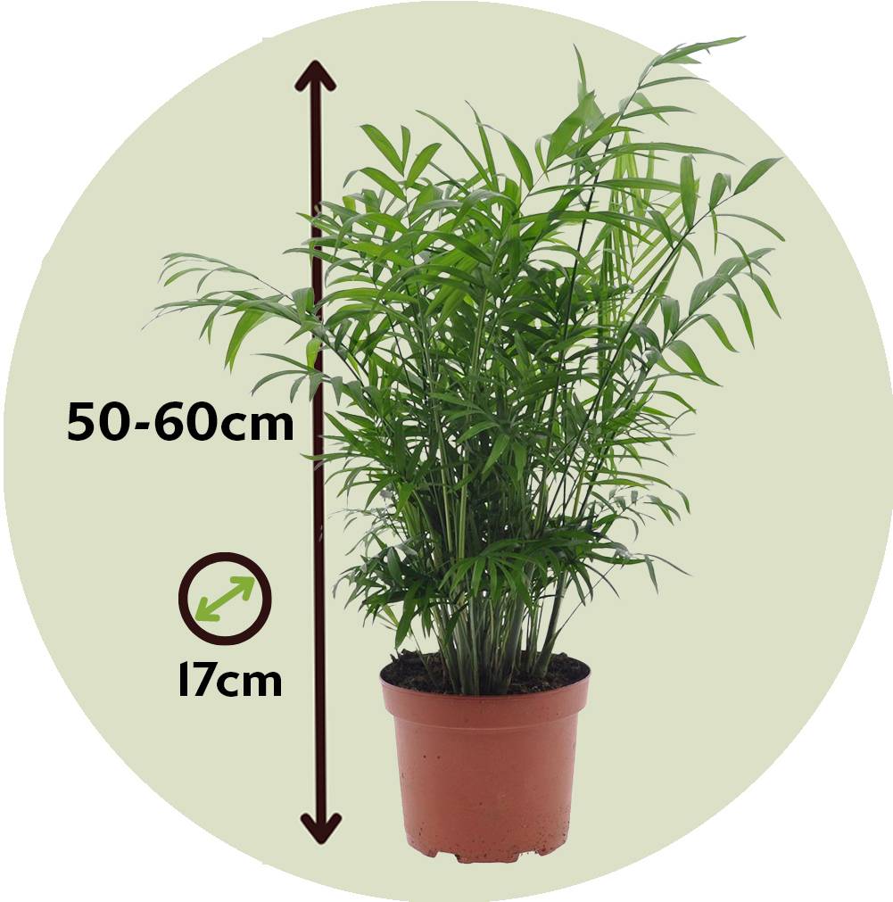Plant In A Box - Palmier de salon - Chamaedorea elegans - Hauteur 50-60cm - ⌀17cm - Image 4