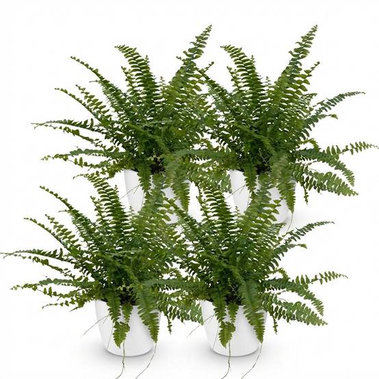 Nephrolepsis Exaltata Vert Lady - H30cm - Image 4
