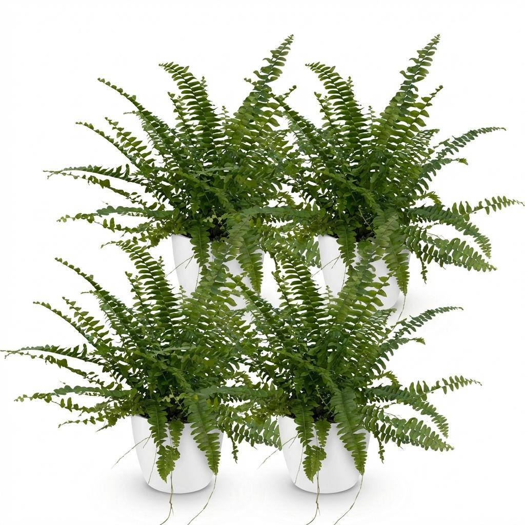 Nephrolepsis Exaltata Vert Lady - H30cm - Image 4