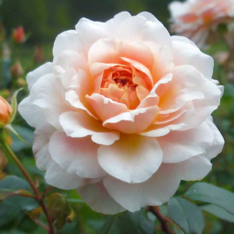 Promesse de Fleurs - Rosier ancien Perle d'or Pot de 4L/5L