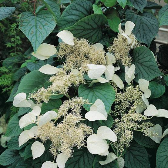 Hortensia grimpant Moonlight à fleurs Blanche - feuillage Caduc - Godet - 5/20 cm- hauteur à maturité De 5,00 m à 10,00 m - Image 2
