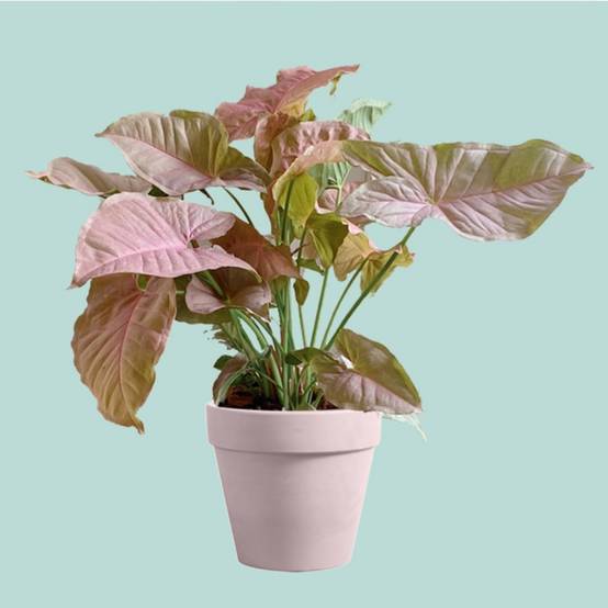 Pot de Fleurs Rond 1,2 Litres - IntiMeg - Image 4