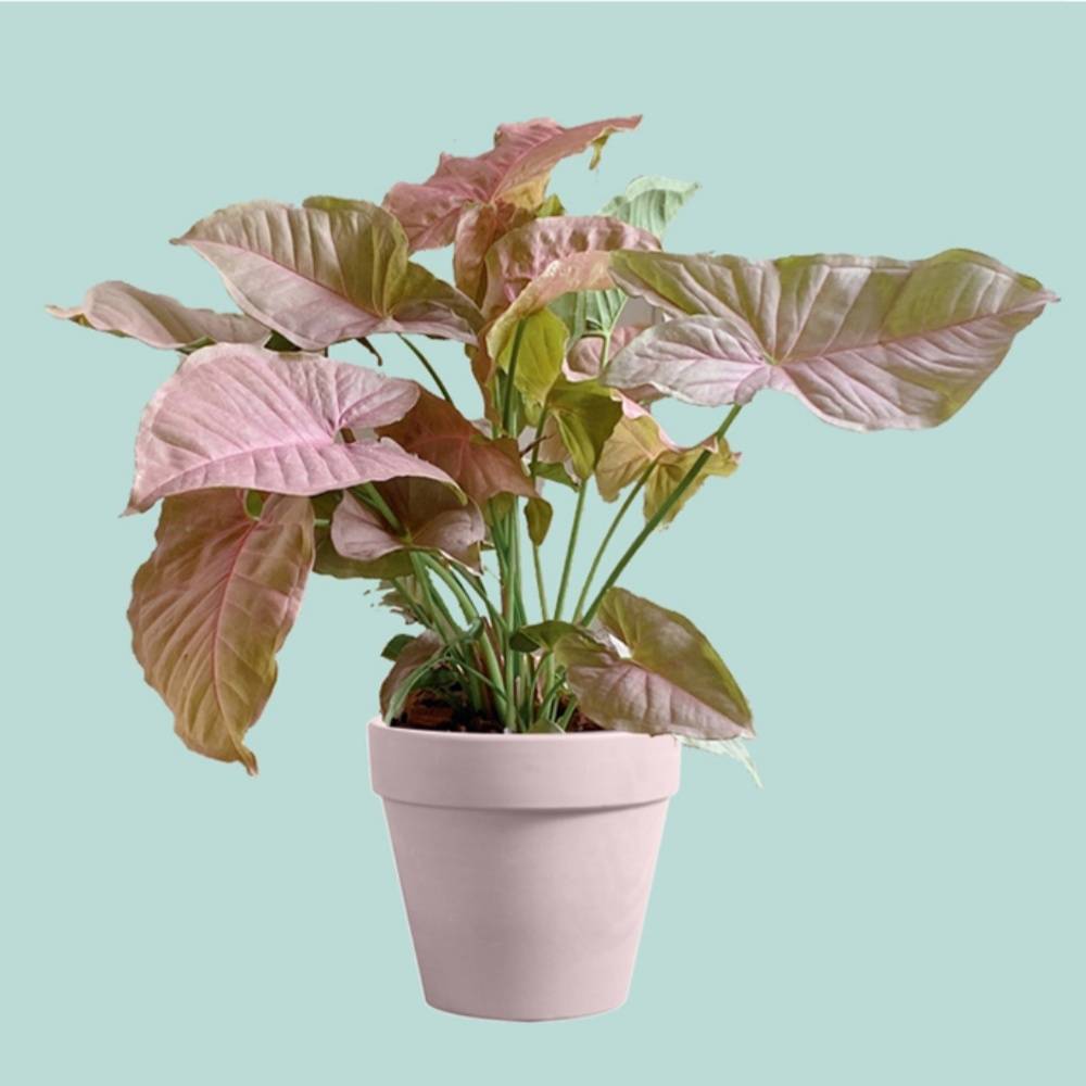 Pot de Fleurs Rond 1,2 Litres - IntiMeg - Image 4