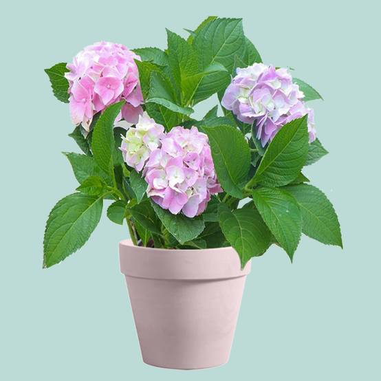 Pot de Fleurs Rond 1,2 Litres - IntiMeg - Image 5