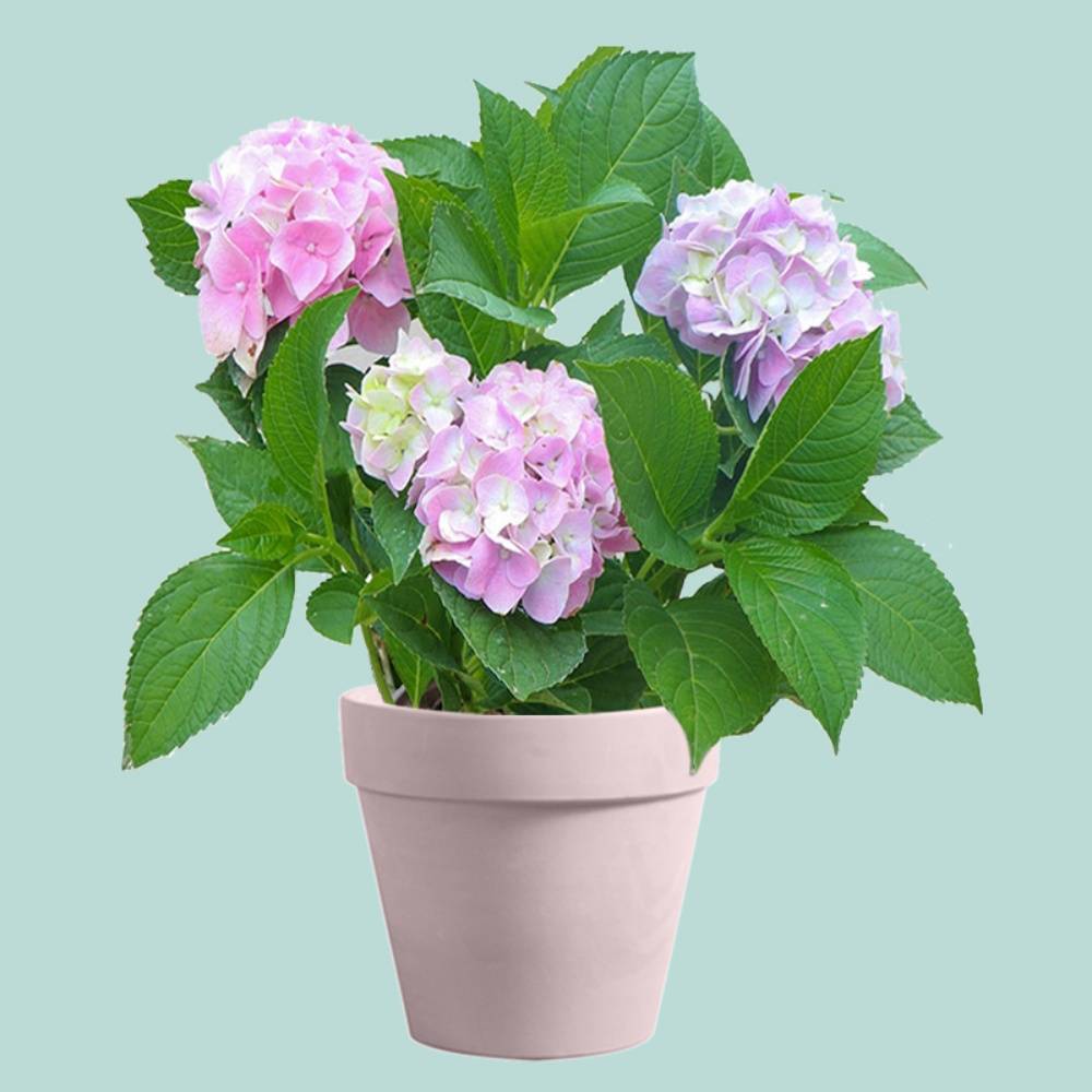 Pot de Fleurs Rond 1,2 Litres - IntiMeg - Image 5