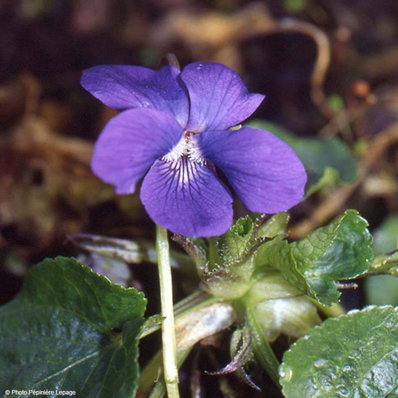 Promesse de Fleurs - Violette odorante Mrs Pinehurst - Viola odorata Godet de 8/9 cm