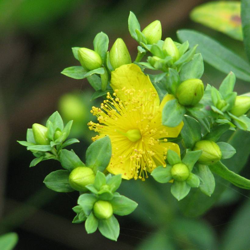 Millepertuis - Hypericum kalmianum Cobalt-n-Gold Pot de 2L/3L - Image 1