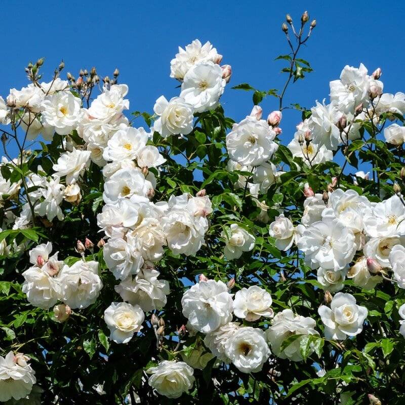 Rosier 'Iceberg' - Conteneur 3L - Pépinières Naudet - Image 2