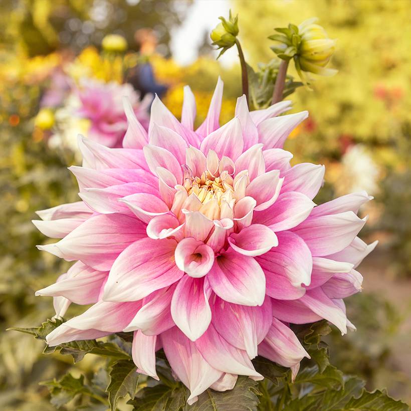 Dahlia décoratif à grandes fleurs Break Out Bulbe calibre I