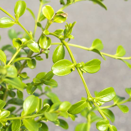 Promesse de Fleurs - Buis - Buxus Betterbuxus Babylon Beauty Pot de 3L/4L