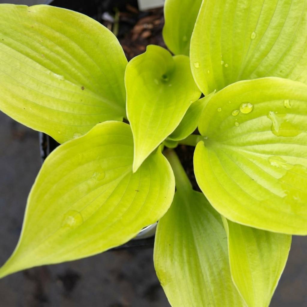 Promesse de Fleurs - Hosta Appletini Pot de 1,5L/2L