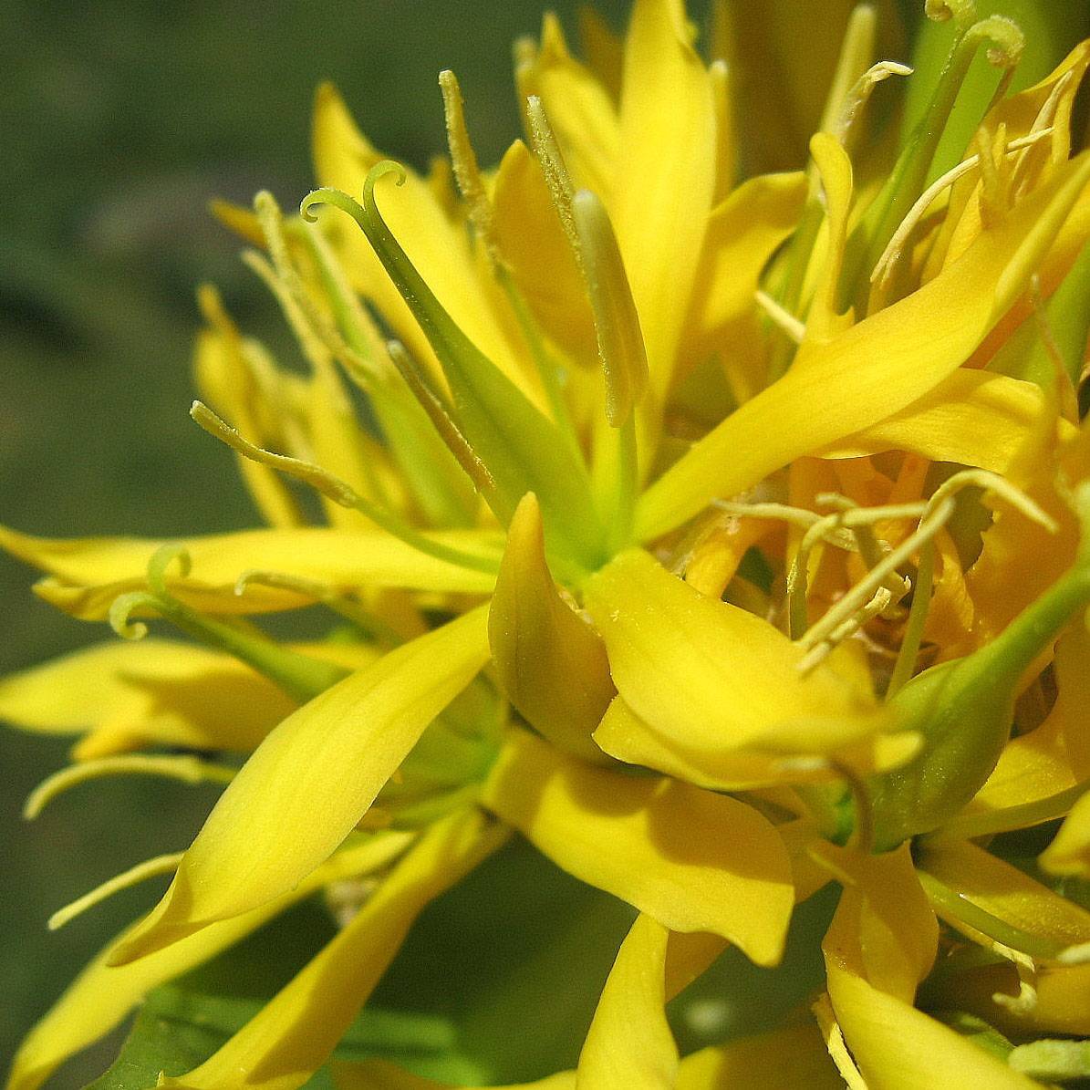 Gentiana lutea - Gentiane jaune Godet de 8/9 cm