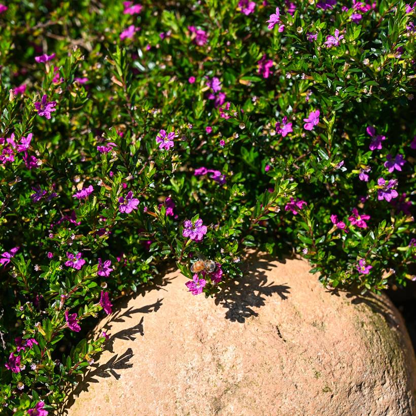 Cuphea hyssopifolia Purple - Fausse bruyère, Etoile du Mexique Godet de 8/9 cm - Image 1