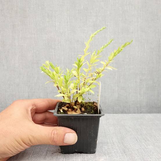 Cuphea hyssopifolia Purple - Fausse bruyère, Etoile du Mexique Godet de 8/9 cm - Image 2
