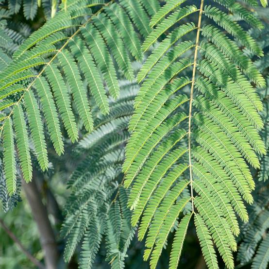 Albizia julibrissin Shidare - Arbre à soie Pot de 7,5L/10L, Baliveau - Image 1