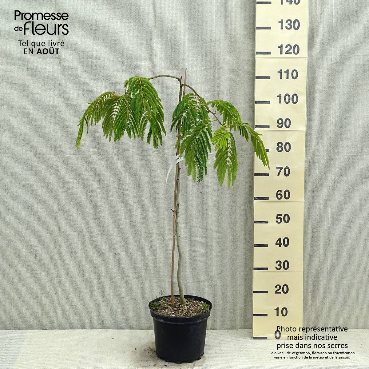 Albizia julibrissin Shidare - Arbre à soie Pot de 7,5L/10L, Baliveau - Image 2