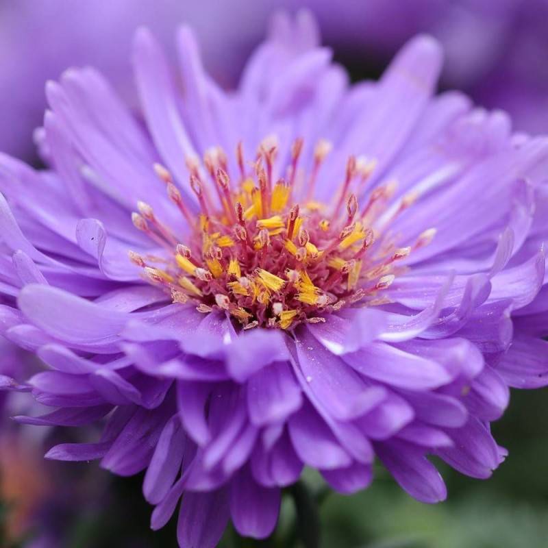 Aster grand d'automne Purple Dome, Aster novae-angliae à fleurs Bleue/Violette - feuillage Caduc - Godet - 5/20 cm - Image 1