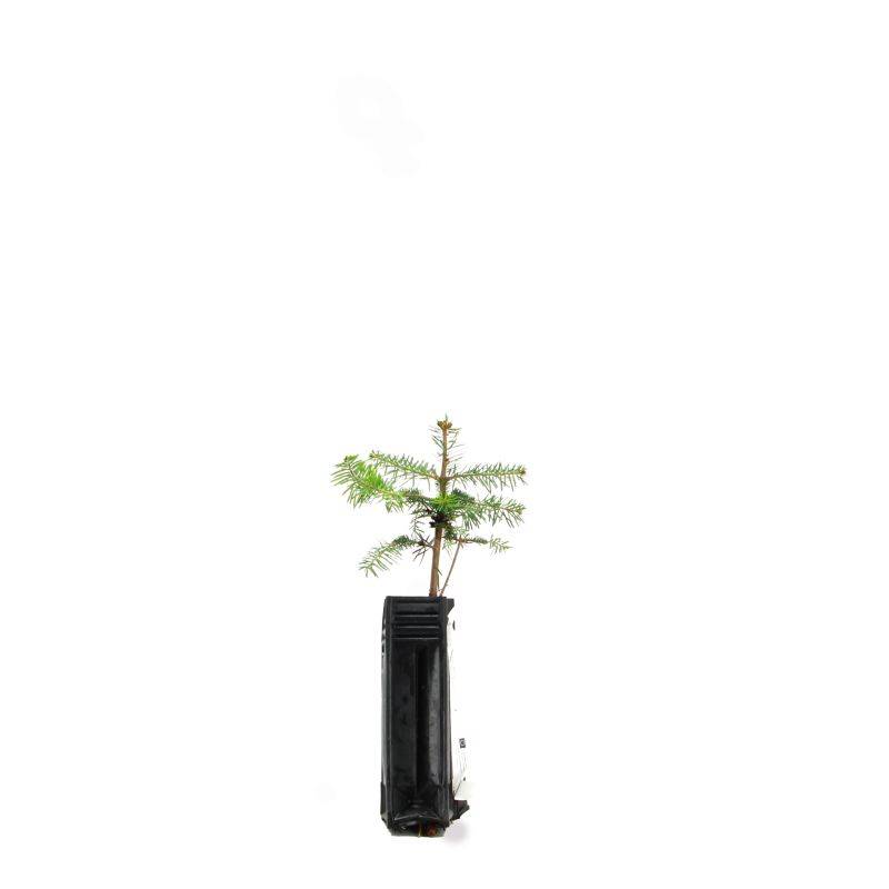 Sapin de Turquie (Abies bornmuelleriana) - Godet - Taille 15/30cm - Pépinières Naudet - Image 3