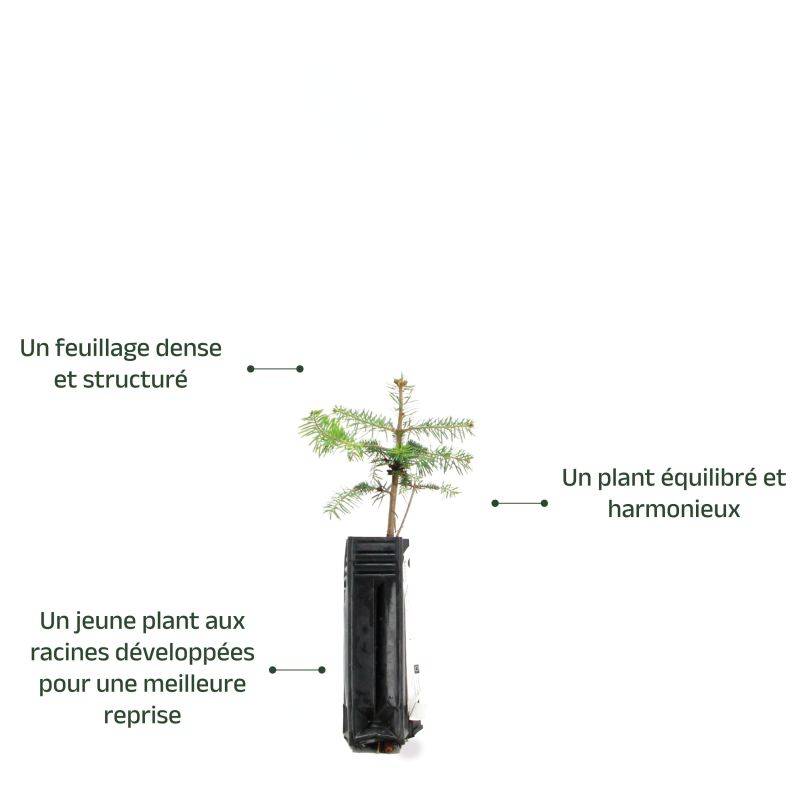 Sapin de Turquie (Abies bornmuelleriana) - Godet - Taille 15/30cm - Pépinières Naudet - Image 4