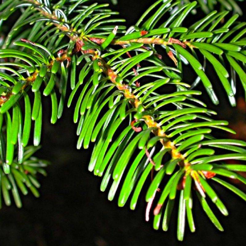Sapin de Turquie (Abies bornmuelleriana) - Godet - Taille 15/30cm - Pépinières Naudet - Image 2