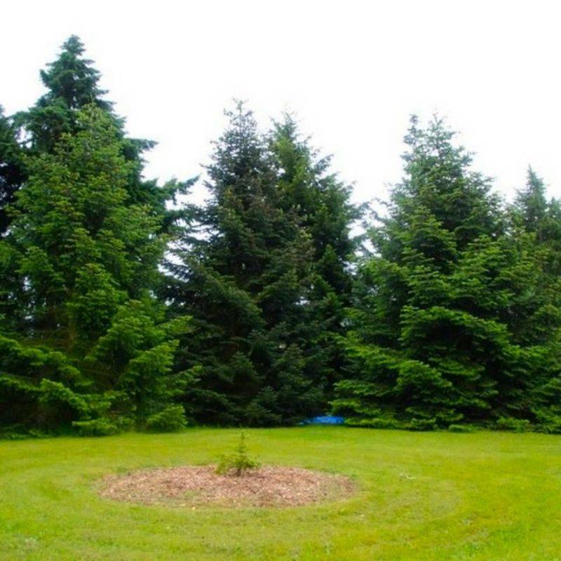 Sapin de Turquie (Abies bornmuelleriana) - Godet - Taille 15/30cm - Pépinières Naudet - Image 1