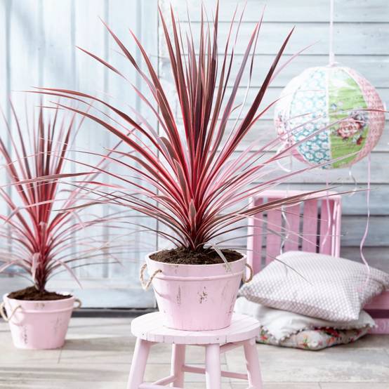 Cordyline australe Charly Boy - Pot de 4L - 40/60 cm - Image 1
